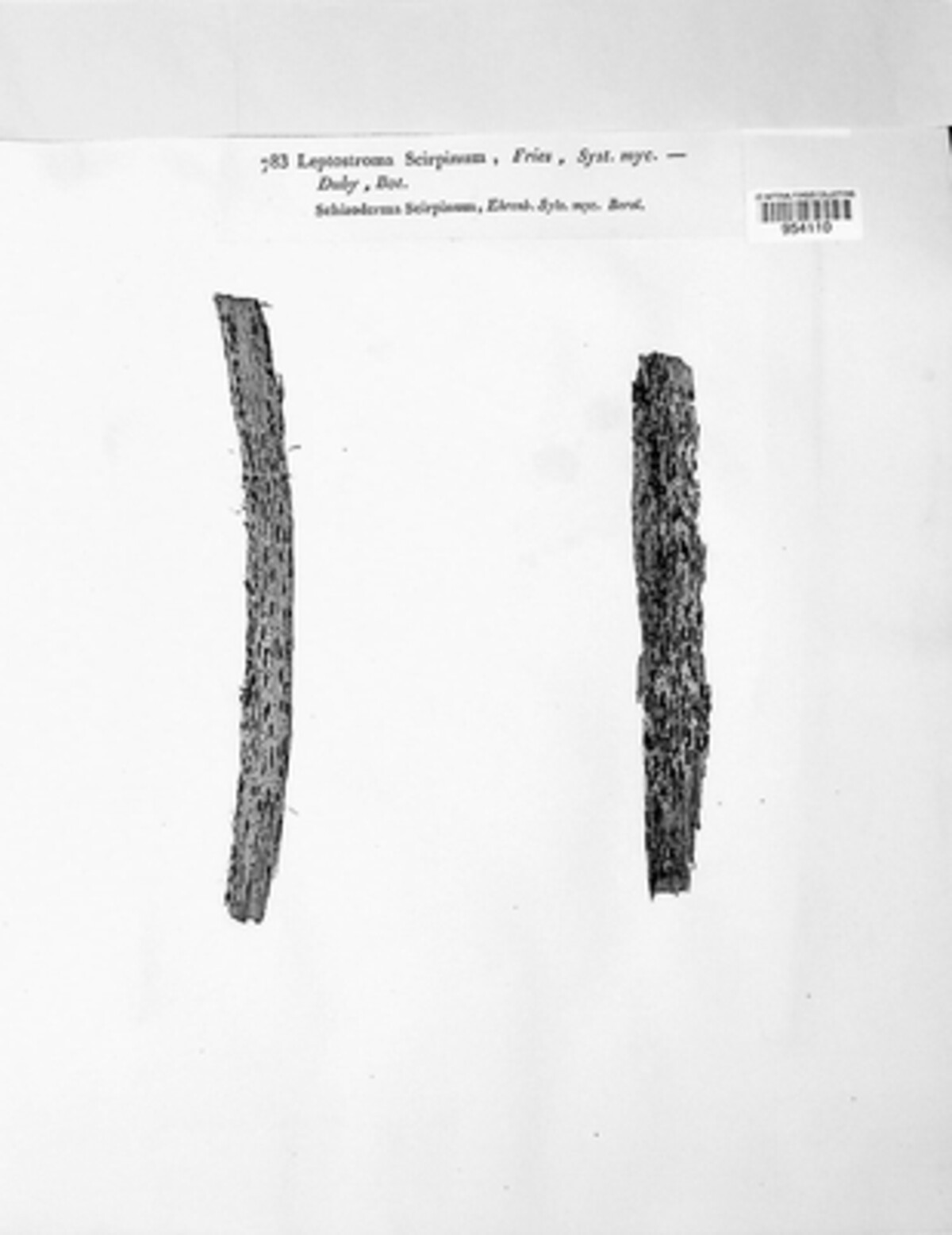 Leptostroma scriptum image